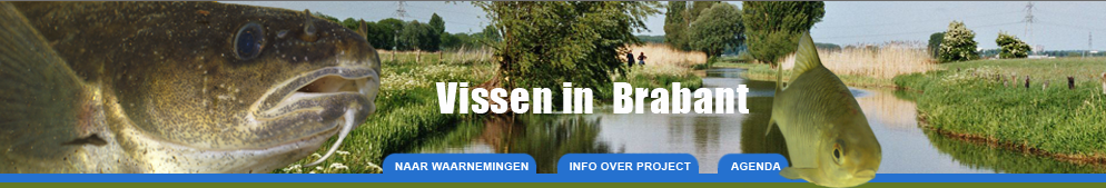 vissen in brabant